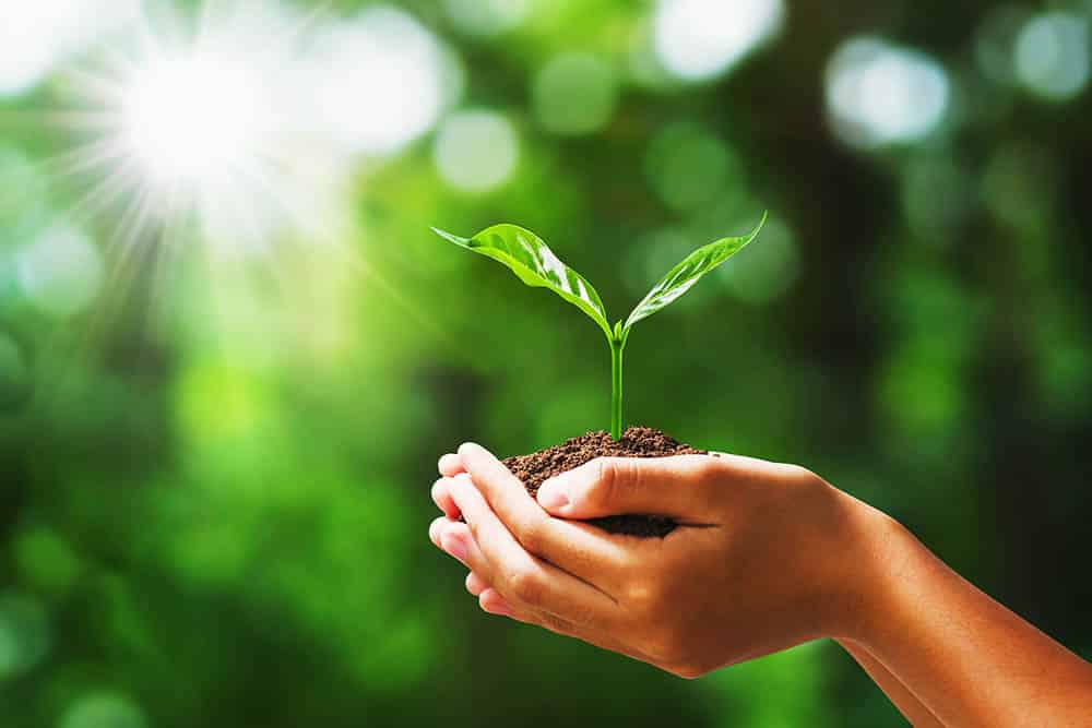 The Vital Link Between Ecology and Society: Why Our Future Depends on Their Collaboration