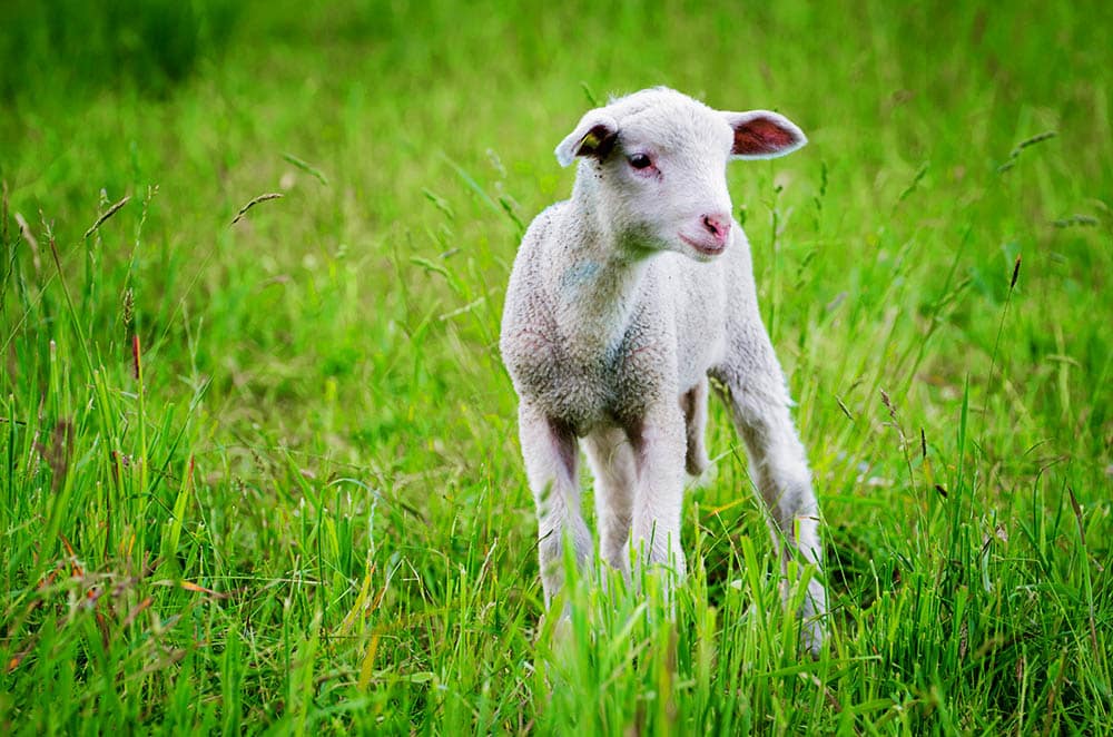 The Shocking Truth About Farm Animals: Why It’s Time to Take Their Welfare Seriously