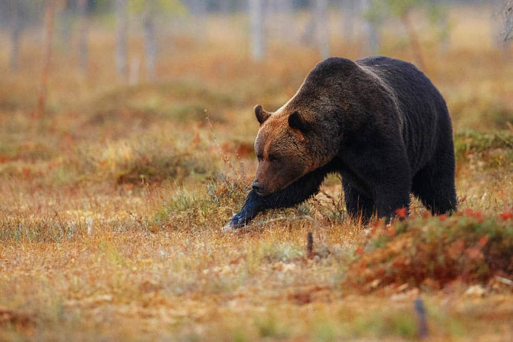 Protect Our Precious Wildlife: Why It’s Time to Take Action and Save Wild Animals Now!
