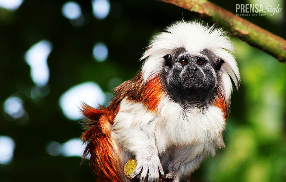 Act Now or Lose Forever: The Devastating Impact of Species Extinction