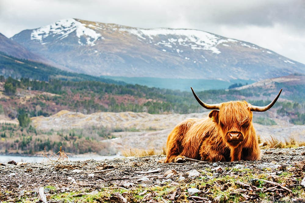 Why Protecting Terrestrial Fauna is Crucial for the Health of Our Planet – Join the Fight!
