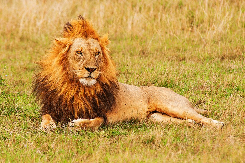 Saving our furry friends: How climate change is threatening their survival and what we can do to help
