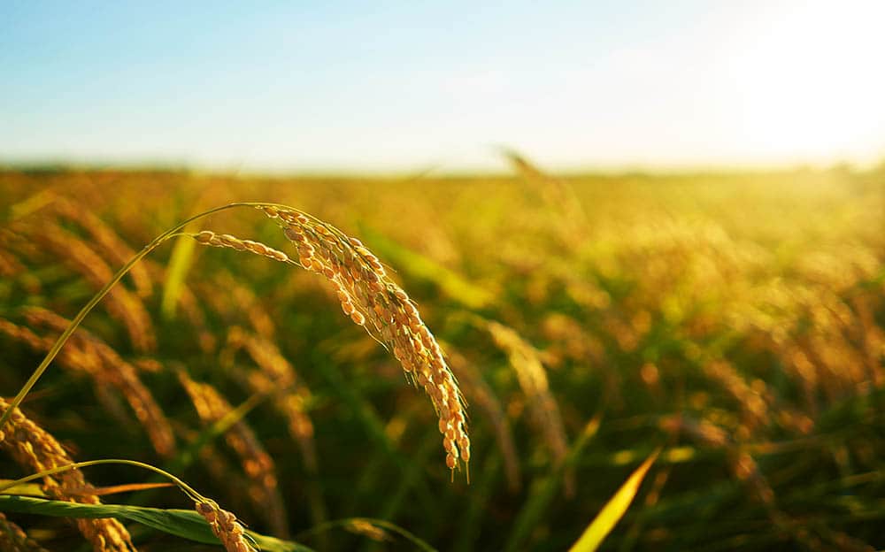 Power Your Farming Dreams with the Incredible Efficiency of Modern Tractors!