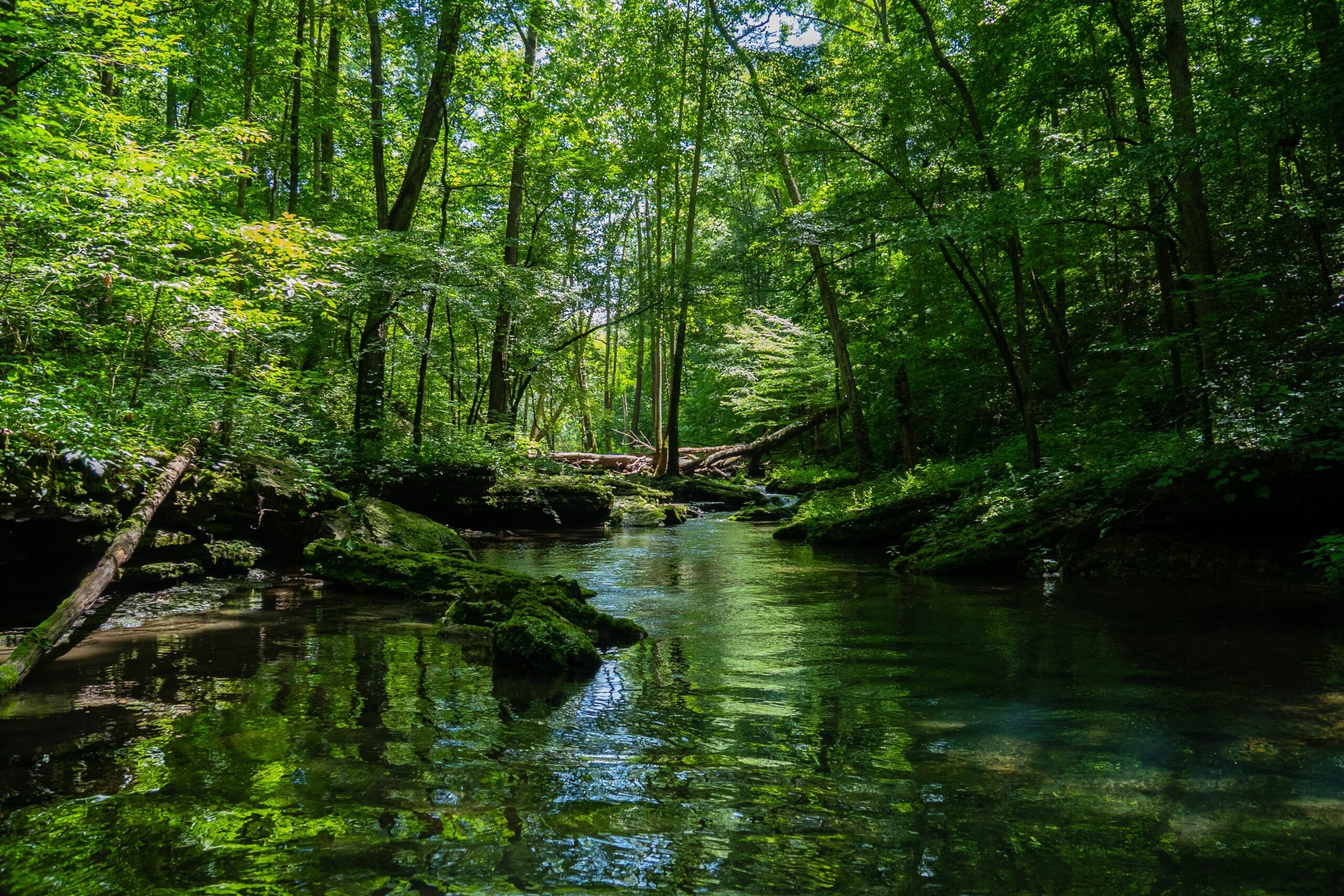 4 Reasons Why Protected Areas are Essential for Our Planet’s Survival